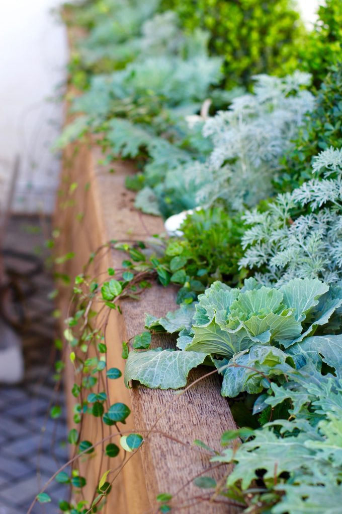 Magnolia Market At The Silos | Chip & Joanna Gaines ~ HGTV Fixer Upper garden box