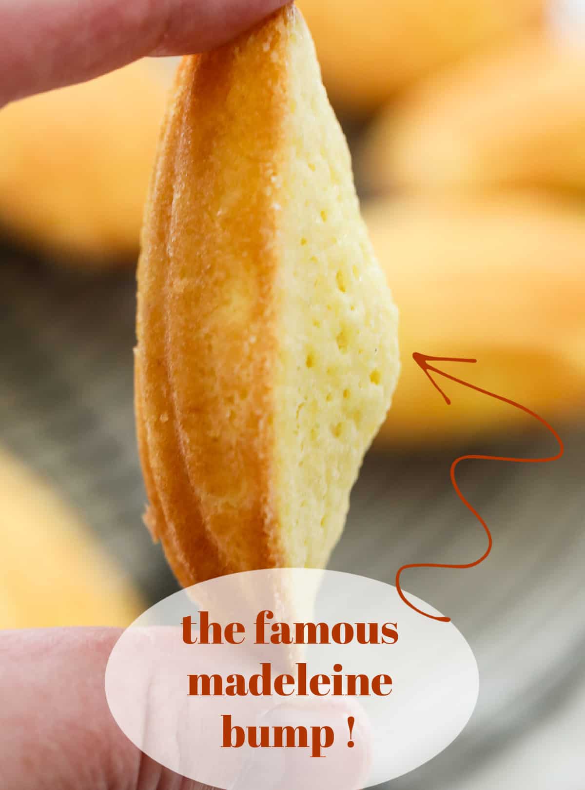 A graphic showing the famous bump on a madeleine.