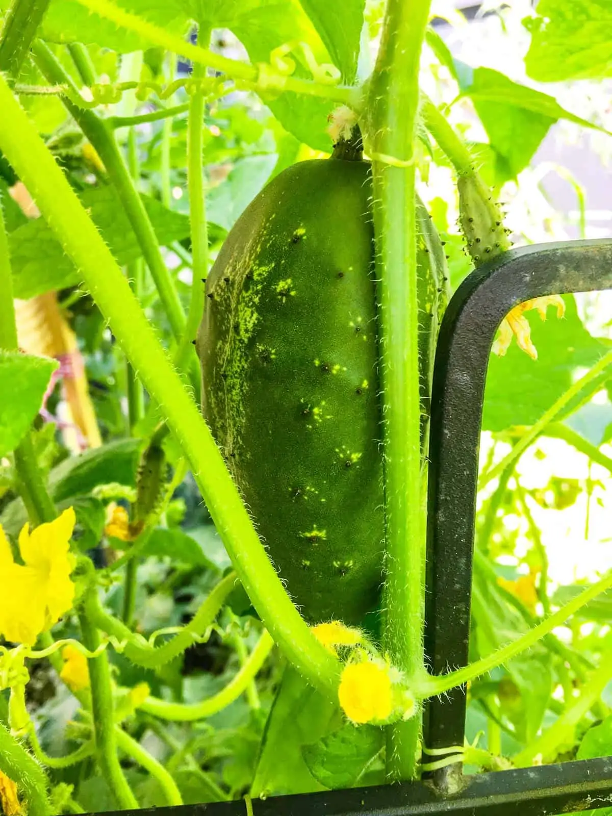 A large cucumber growing on a vine in a garden resting on a black iron trellis.