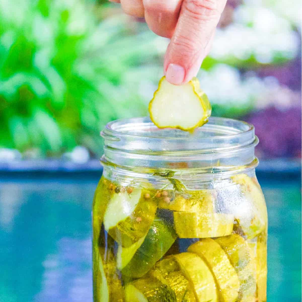 A person pulling a dill pickle chip out of a clear glass canning jar of homemade pickles.