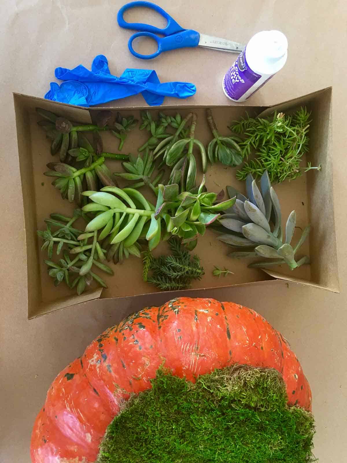 A paper box filled with succulent cuttings and craft supplies to make a succulent pumpkin. 