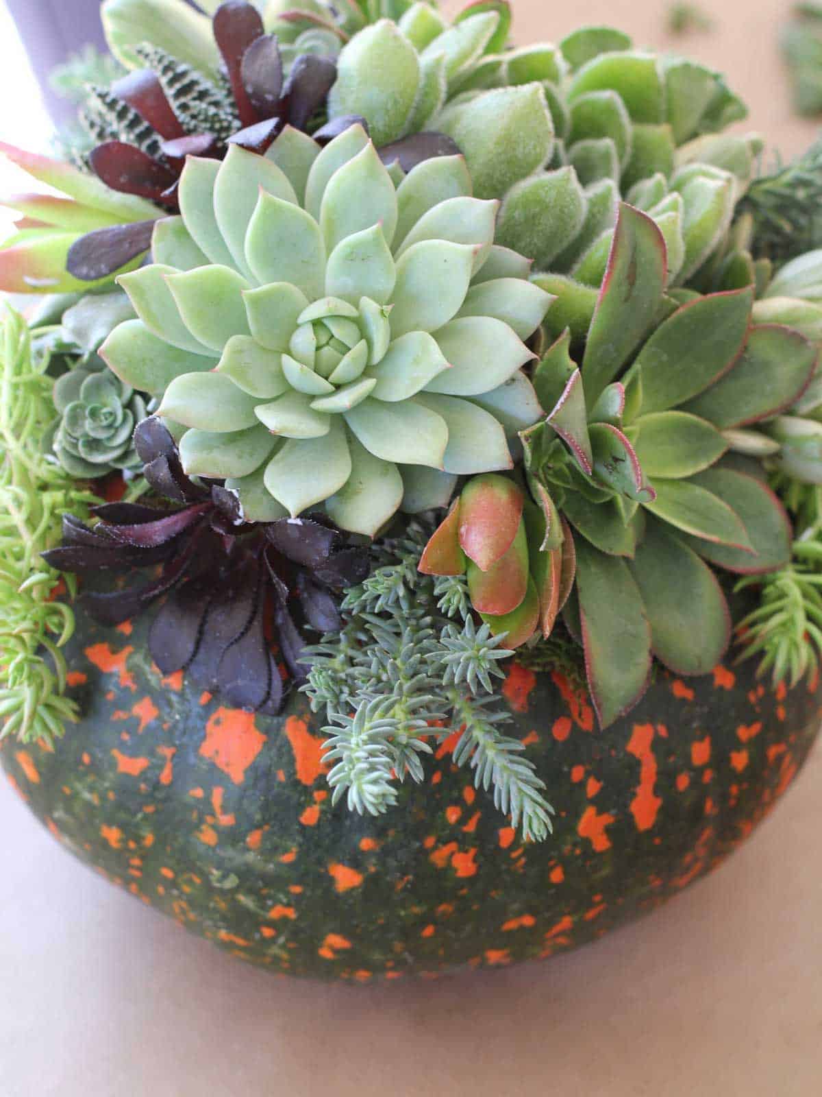 An orange and green pumpkin topped with succulent cuttings for a Fall centerpiece.