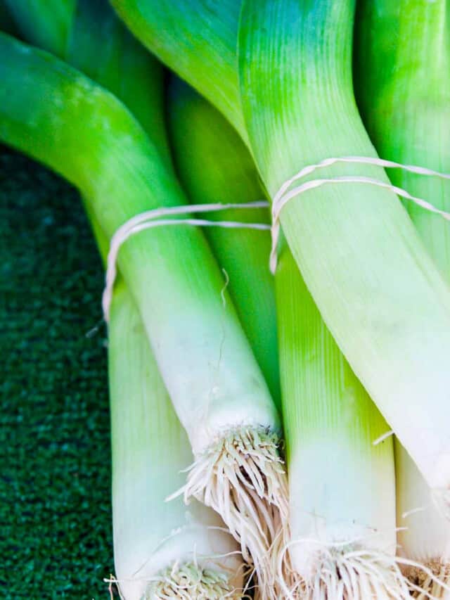 Bright green leeks held by rubber bands at a Farmers market.