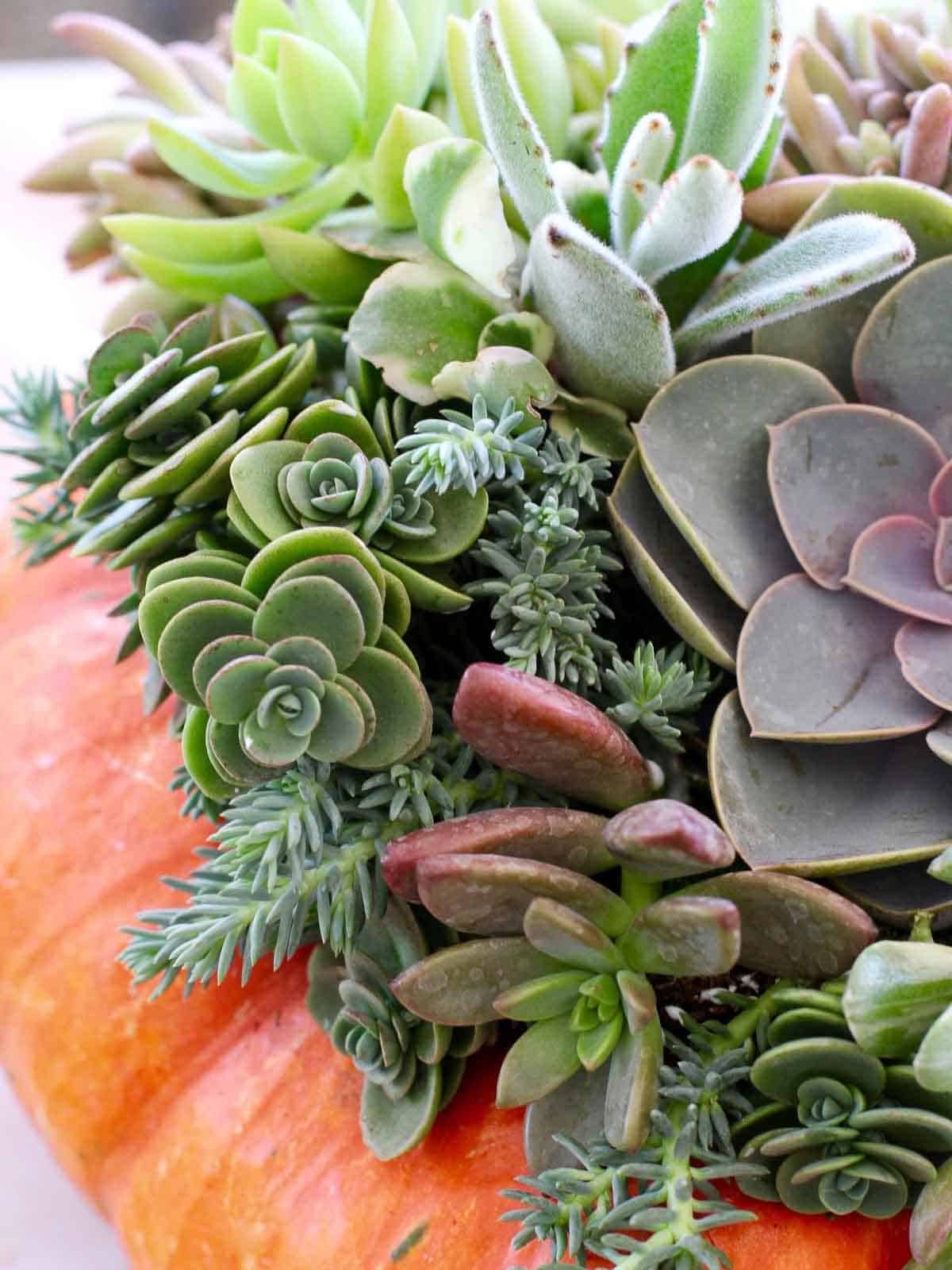 A bright orange pumpkin topped with different colored succulents for a Thanksgiving centerpiece.
