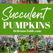 An ad to make succulent pumpkins, a DIY project for Fall or Thanksgiving centerpieces.