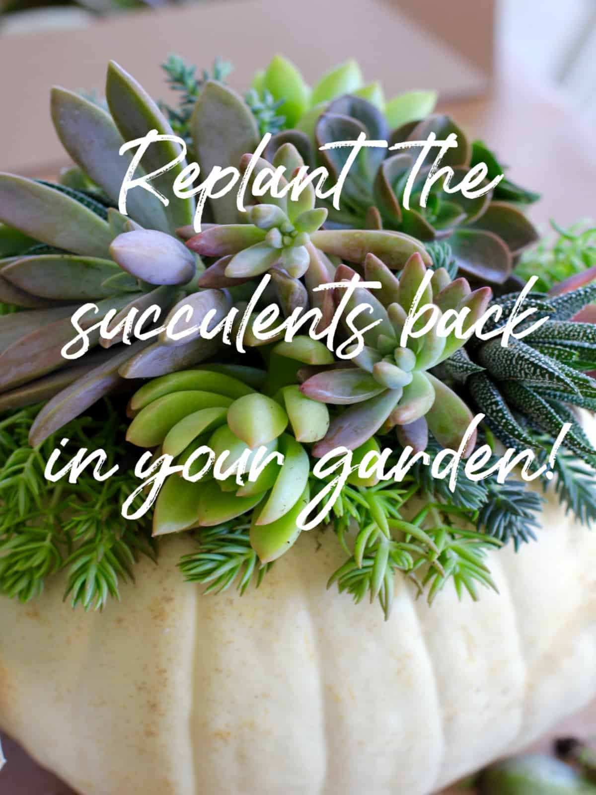 A white pumpkin showing the succulents glued on top with a note to replant them in your garden. 