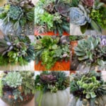 A collage of 9 different succulent pumpkins in different colors and top with succulents.