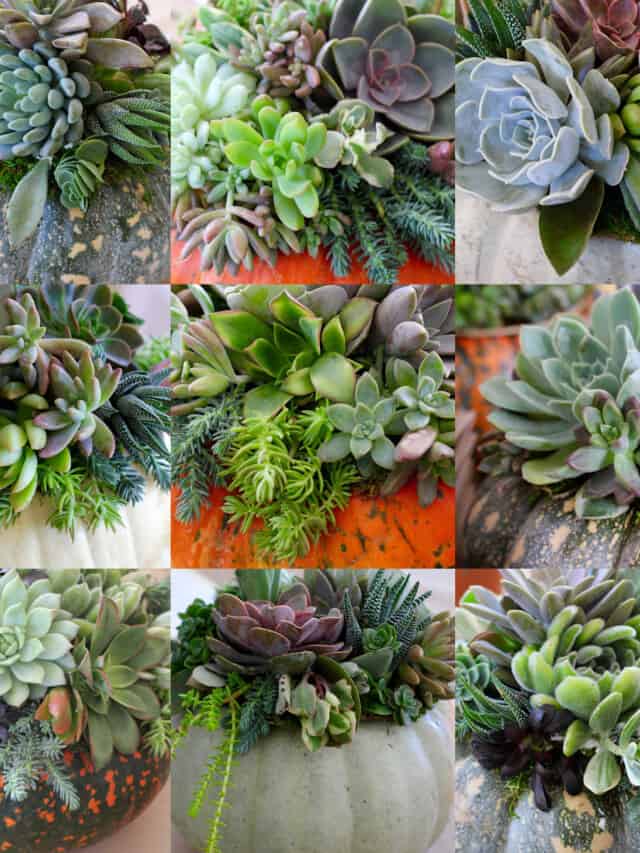 A collage of 9 different succulent pumpkins in different colors and top with succulents.