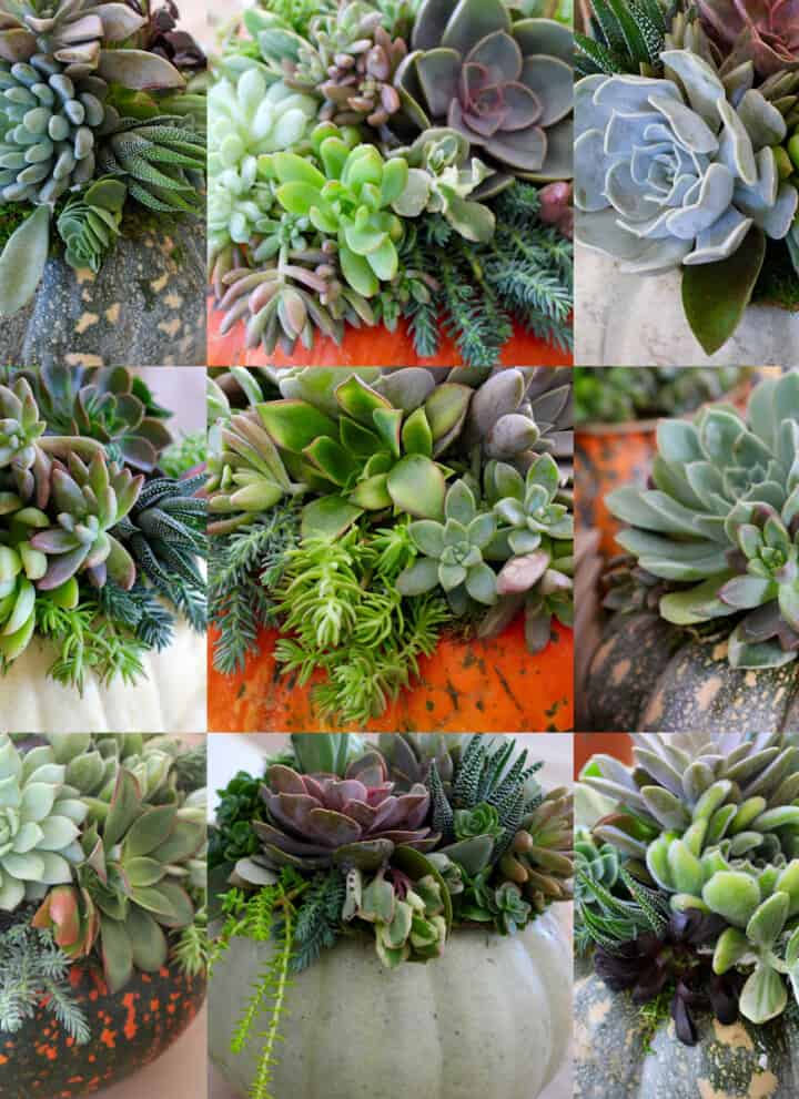 A collage of 9 different succulent pumpkins in different colors and top with succulents.