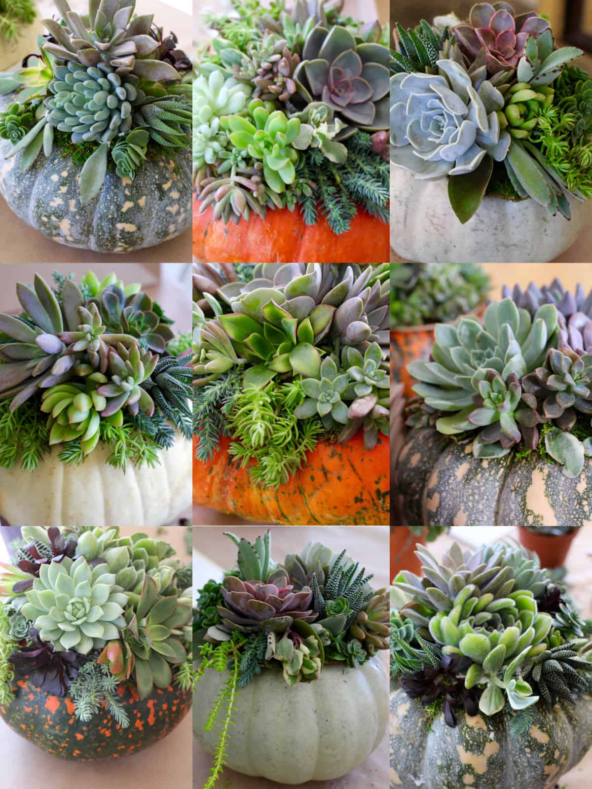 A collage of 9 different succulent pumpkins in different colors and top with succulents.