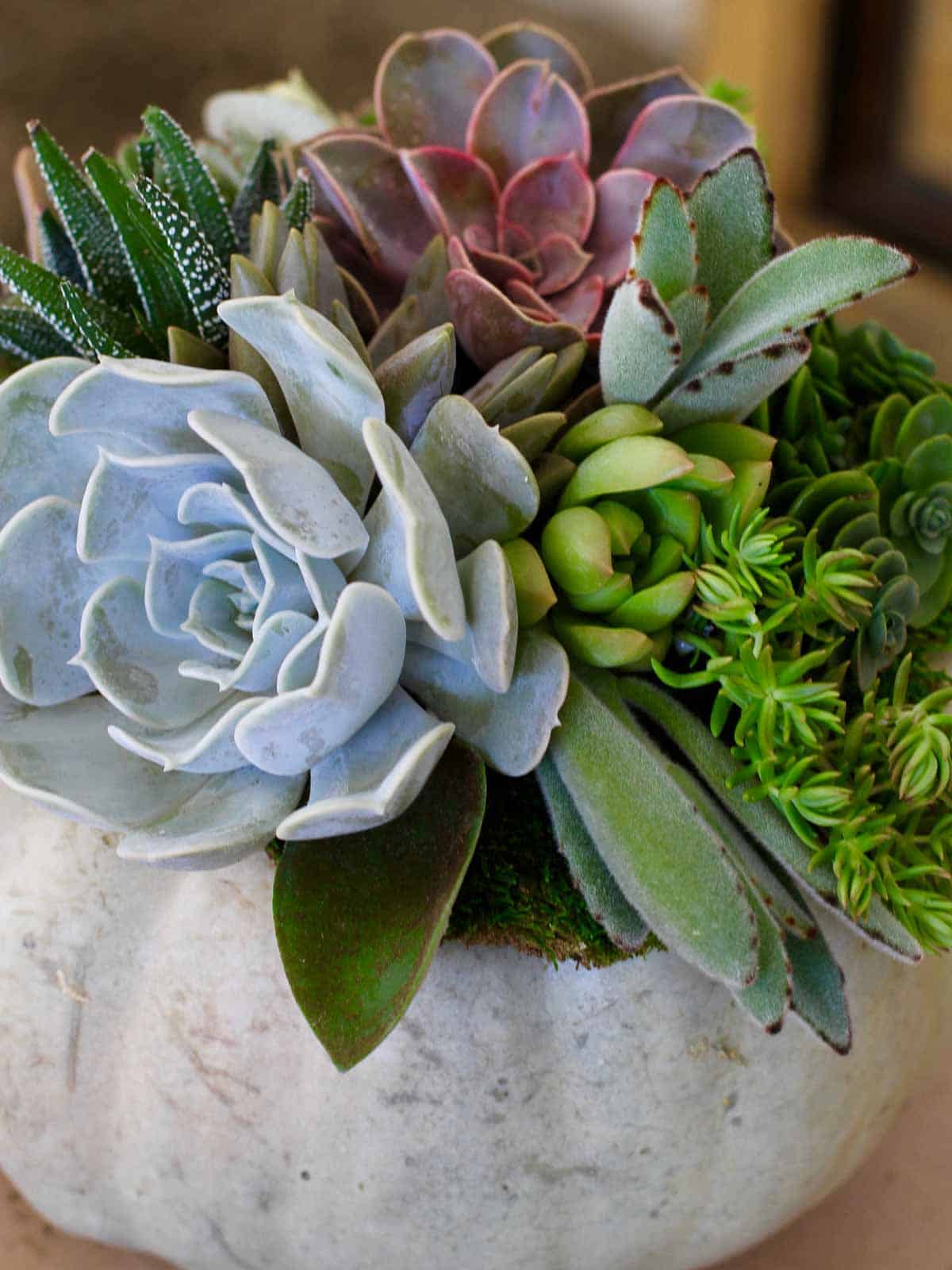 A white pumpkin topped with succulent cuttings for a Fall centerpiece. 