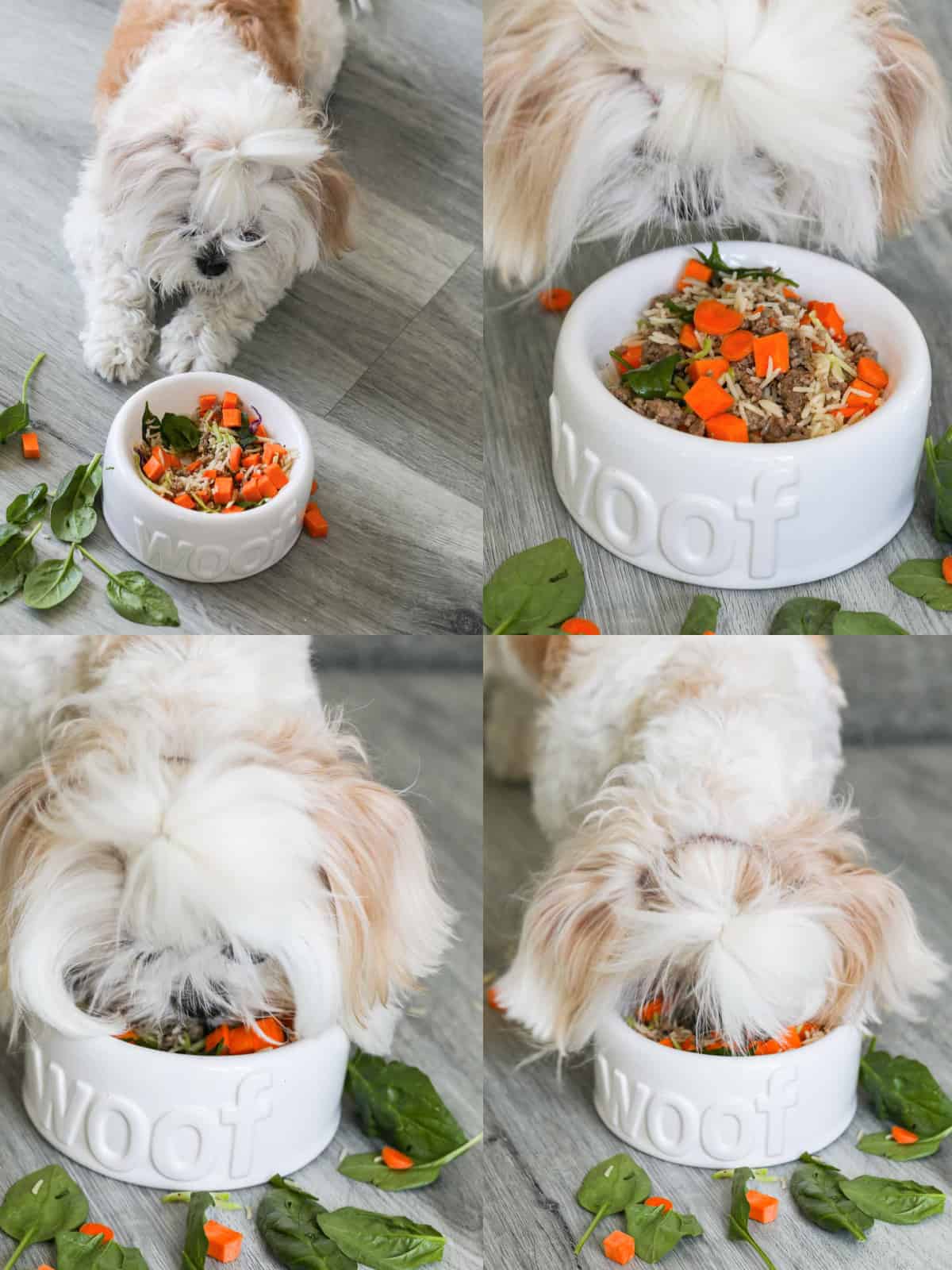 Healthy Dog Food Meal Prep: Homemade Dog Food for a Happy Pup - Creative in  My Kitchen