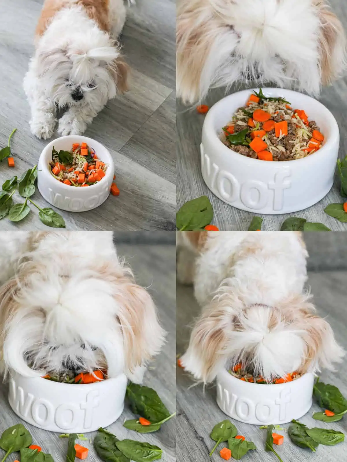 Dog Food Recipe - Healthy, Easy, Homemade! | Delicious Table
