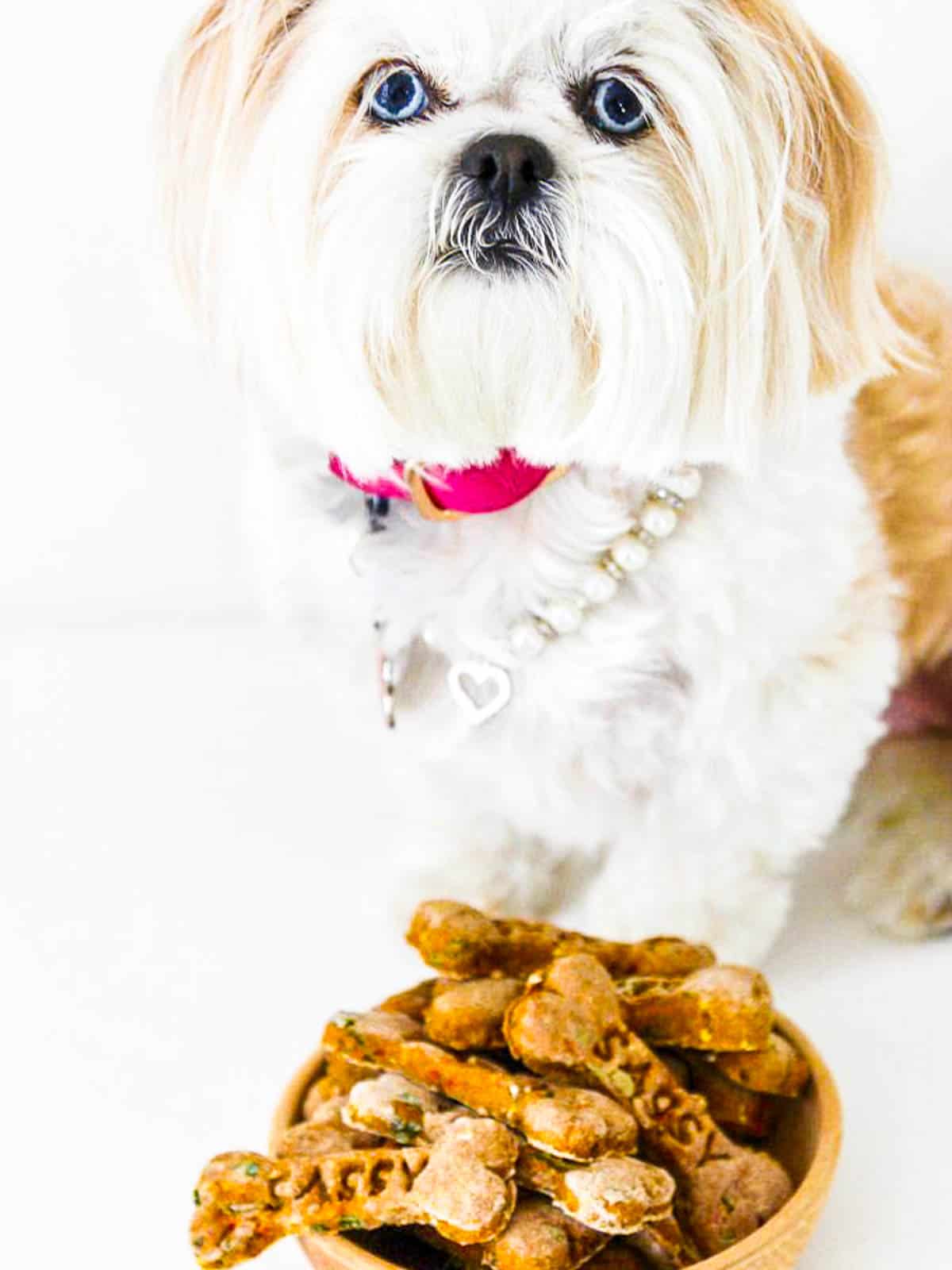 A small white Shih Tzu dog sitting near a wooden bowl of homemade personalized dog biscuits.
