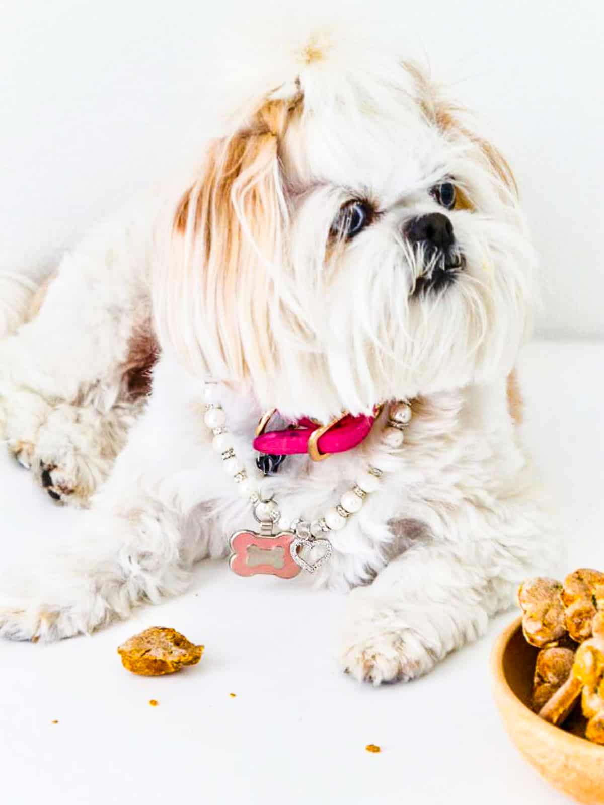 Best dog treats for shih best sale tzu
