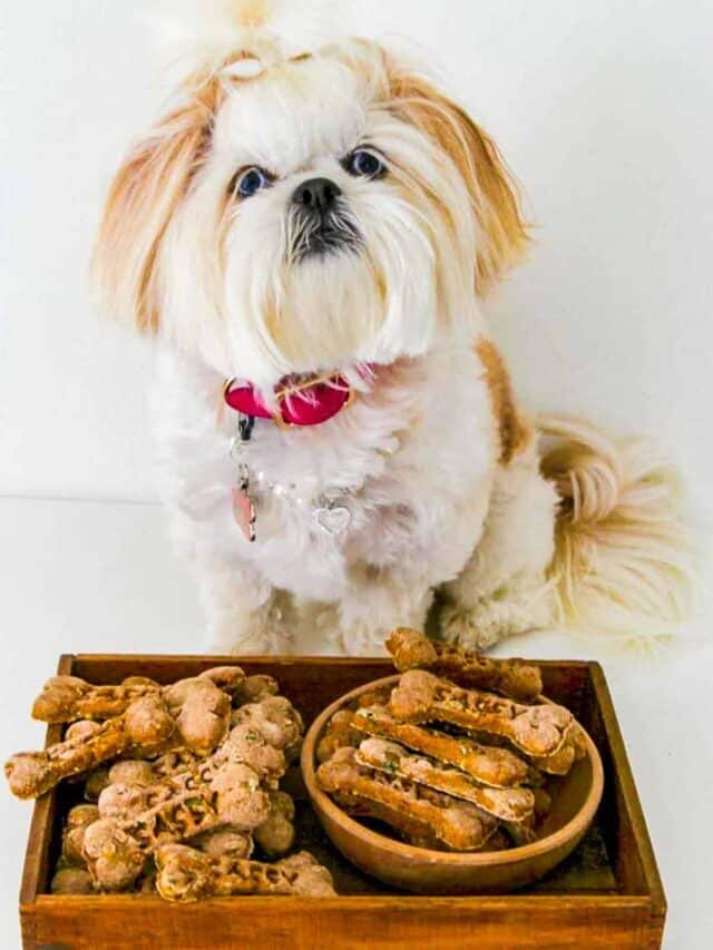 A white shih tzu dog with a pink collar sitting by a wooden box of homemade dog treats.