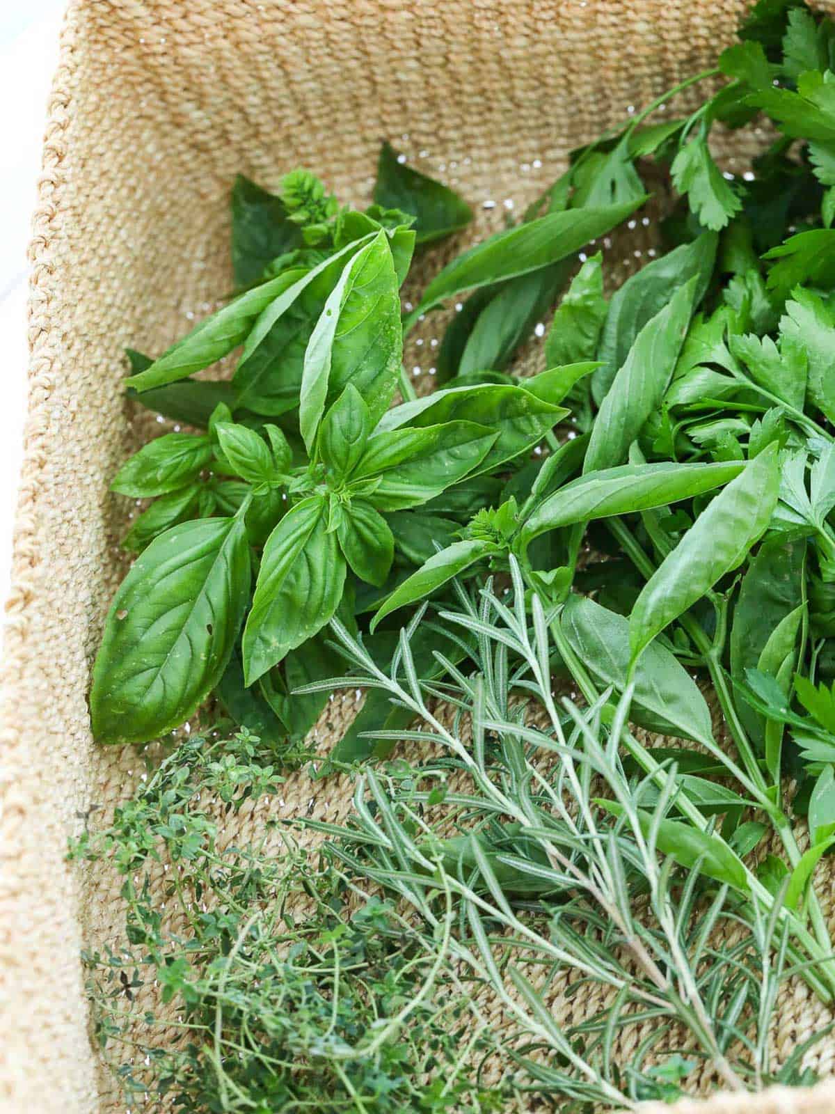 A natural basket with fresh herbs piled in the basket.