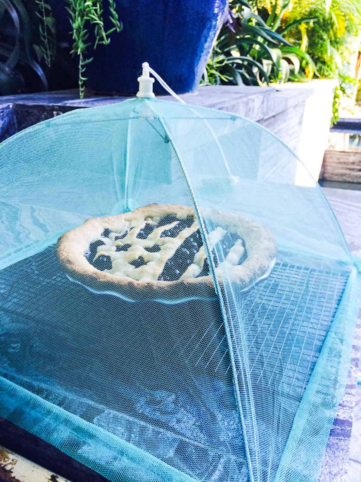 An American flag pie made with a blueberry filling cooling on a counter outside with a insect cover. 