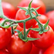 Ripe cherry tomatoes on a green stem just picked from a garden.