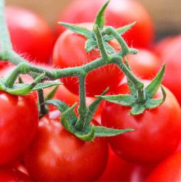 Ripe cherry tomatoes on a green stem just picked from a garden.