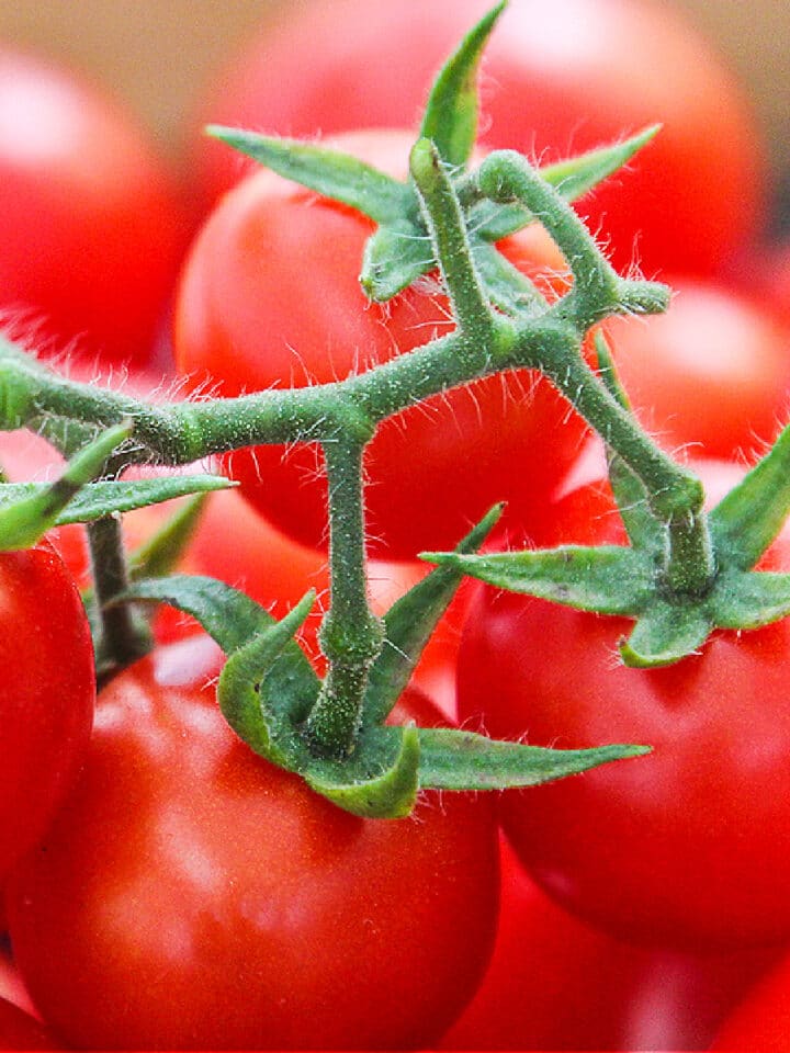 Ripe cherry tomatoes on a green stem just picked from a garden.