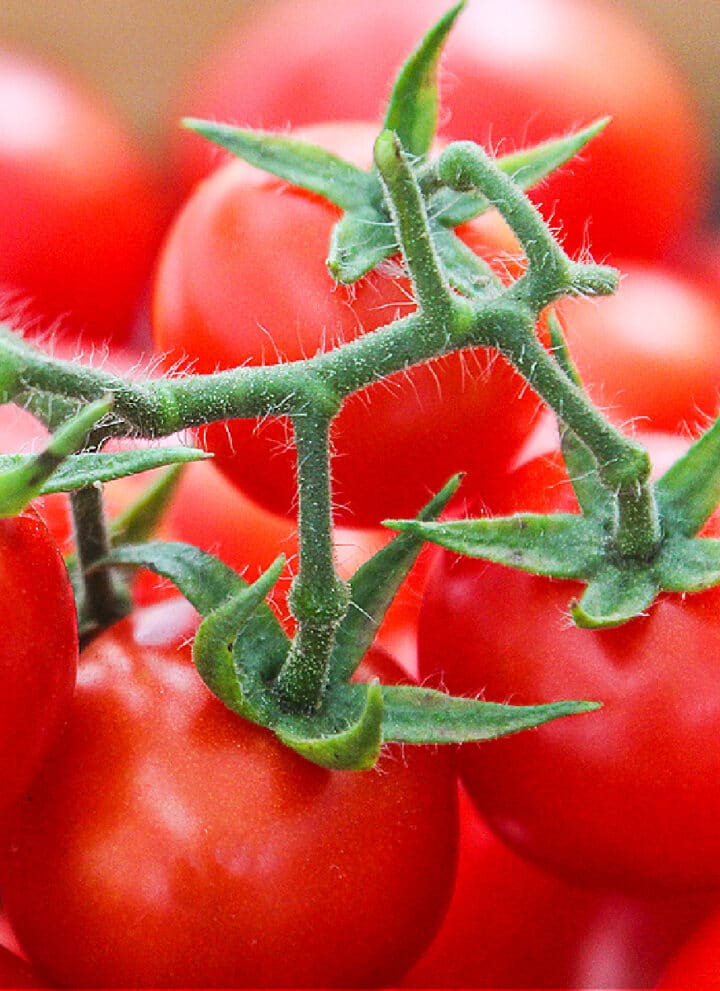 Ripe cherry tomatoes on a green stem just picked from a garden.