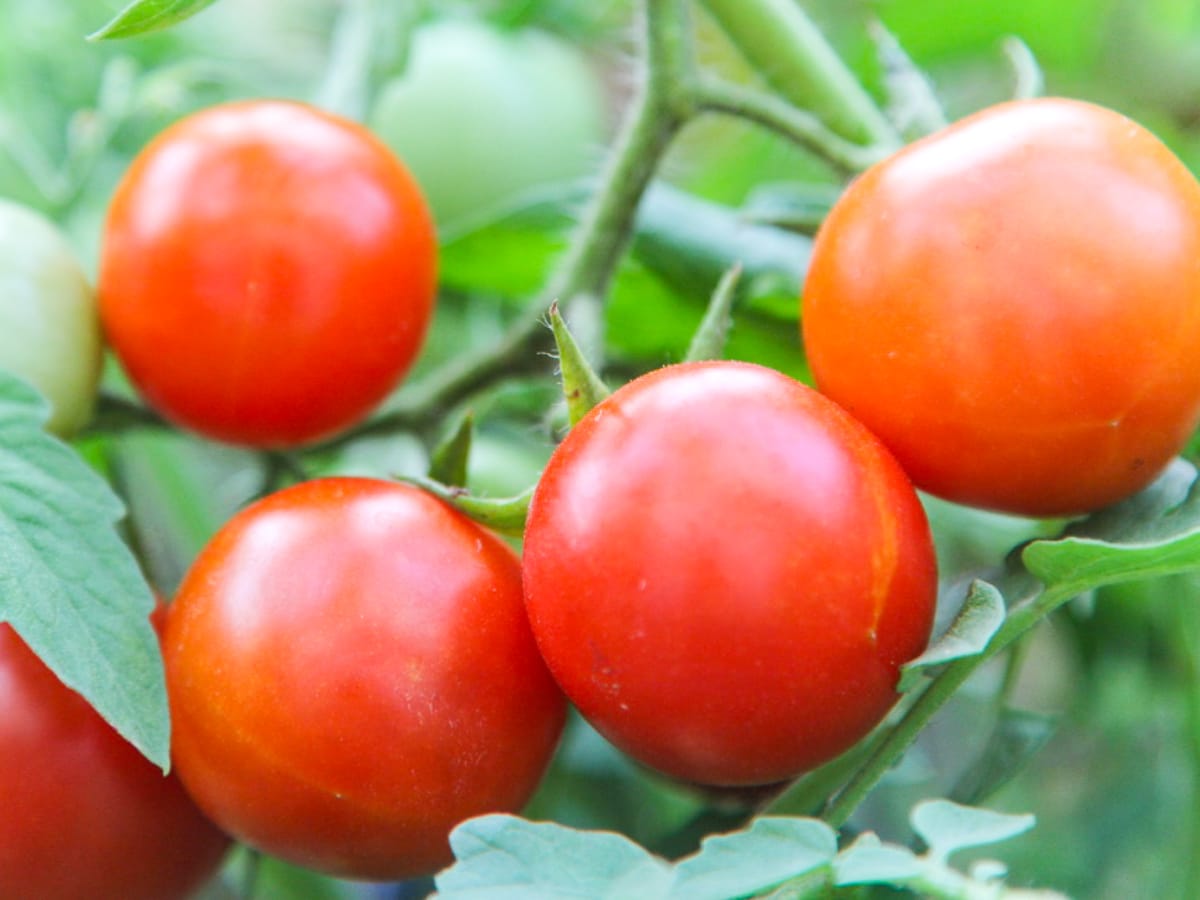 Red and green tomatoes on the vine in a summer garden.