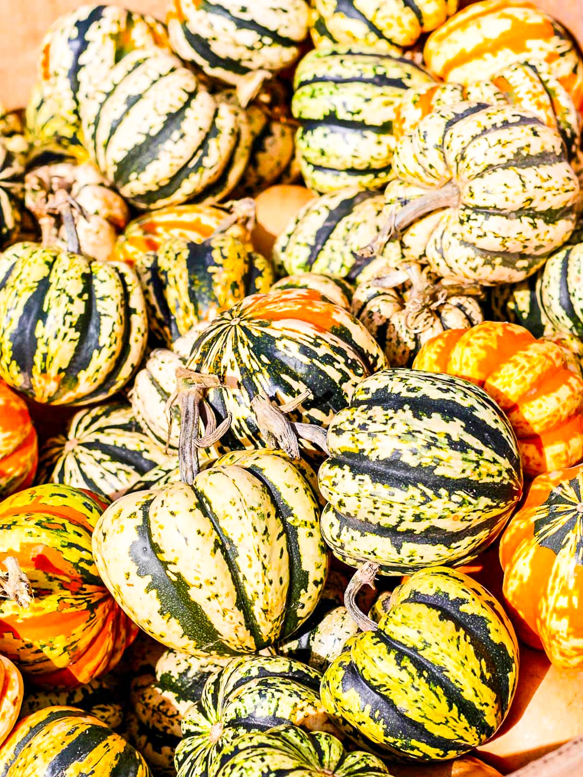 A pile of Fall squash and pumpkins in orange, green and white colors.