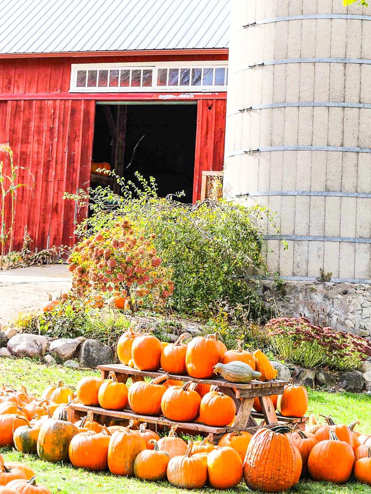 A farm stand with orange pumpkins on a table and benches all lined up during Fall. 