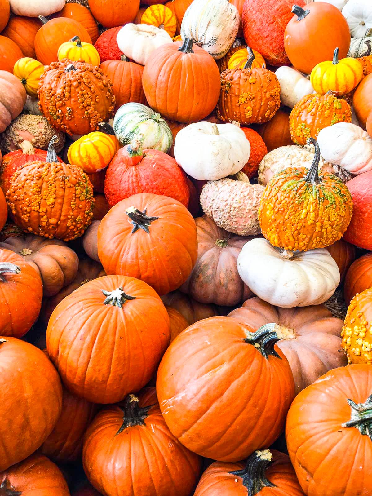 Bright orange colorful orange, white, and pink pumpkins piled into a big pile.